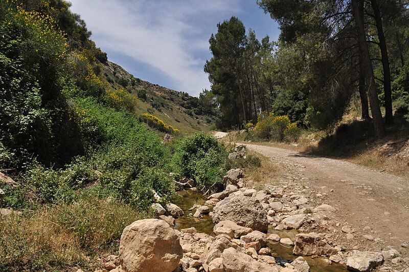 סאסא והנחלים אביב ודישון עליון