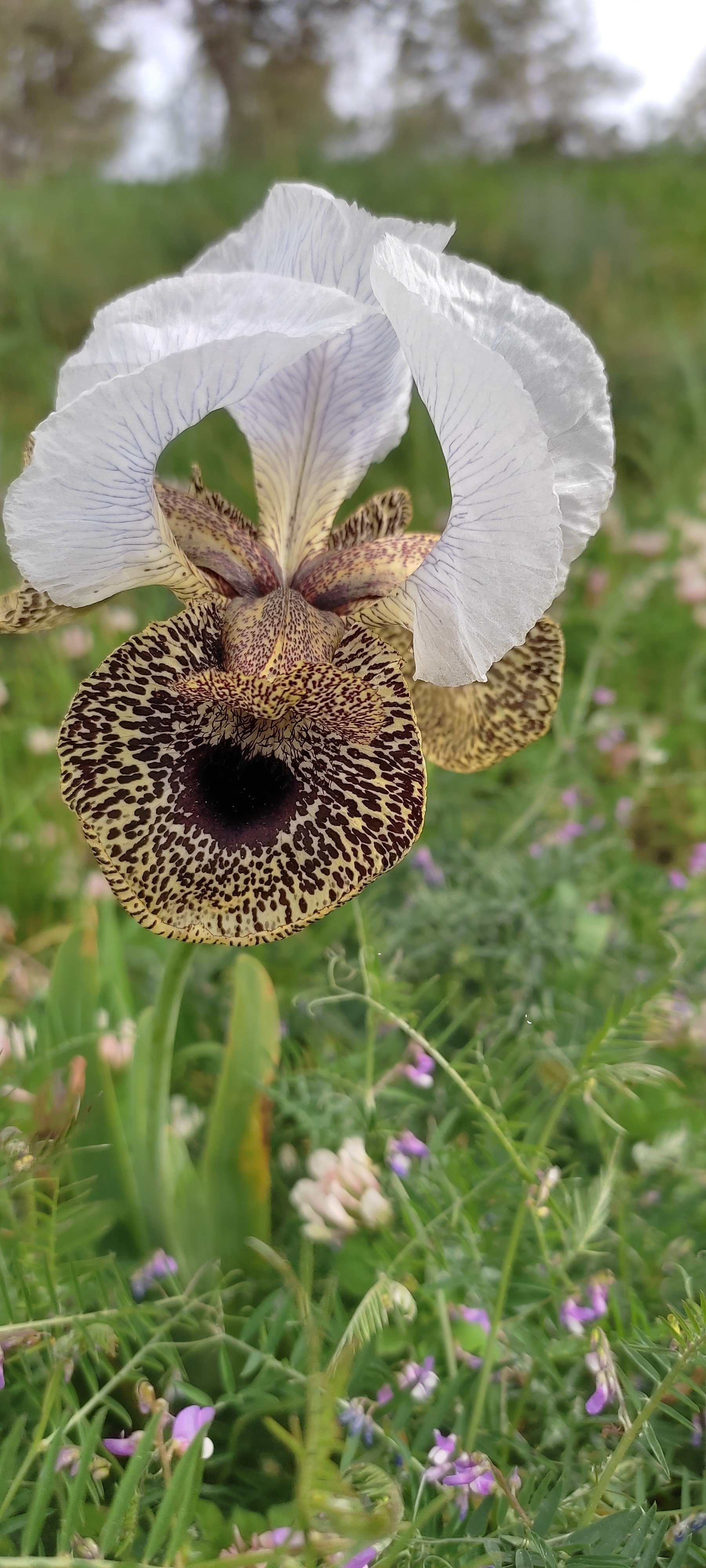 בעקבות פריחת האירוס הנצרתי
