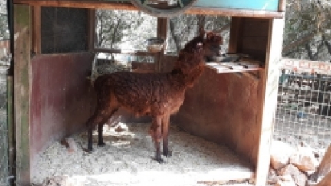 ביקור כמאנה בידפת (13).jpeg