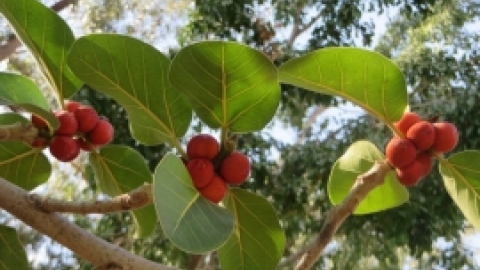 טיול לראשון לציון והסביבה אוקטובר 2018 (18).jpg