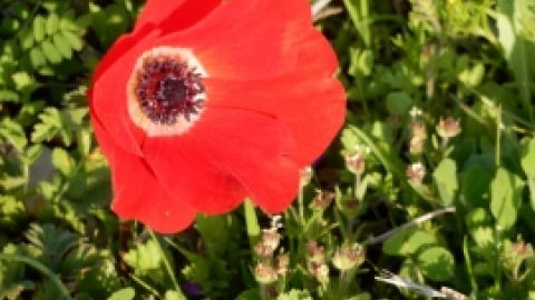 תמונות מטיול נופים ופריחות בגליל התחתון המזרחי 23.2 (9).jpg