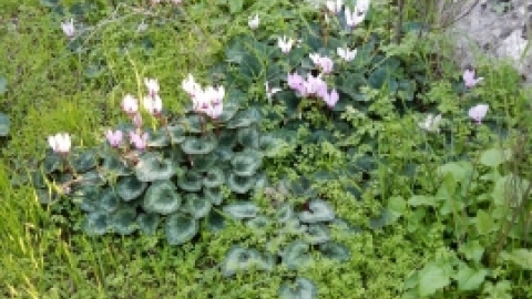 תמונות מטיול נופים ופריחות בגליל התחתון המזרחי 23.2 (7).jpg