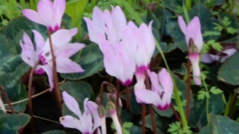 תמונות מטיול נופים ופריחות בגליל התחתון המזרחי 23.2 (16).jpg