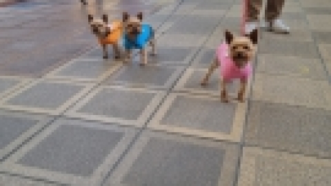 טיול מרחבים ליפן (25).jpg