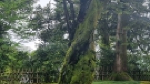 טיול מרחבים ליפן (22).jpg