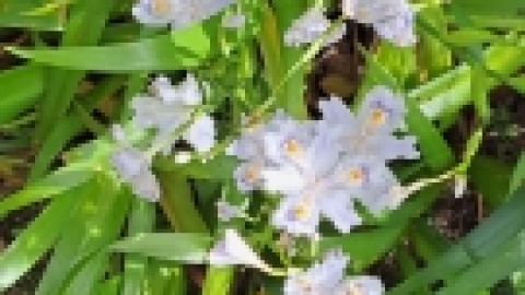 טיול מרחבים ליפן (41).jpg