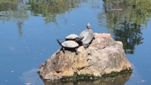 טיול מרחבים ליפן (50).jpg