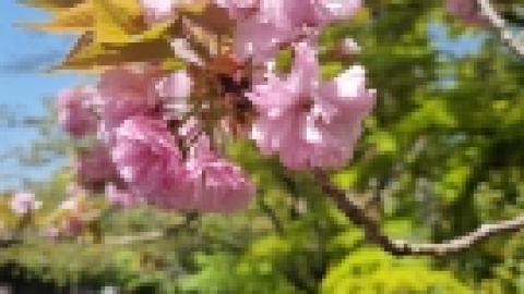 טיול מרחבים ליפן (62).jpg