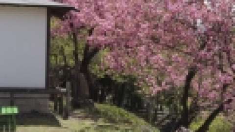 טיול מרחבים ליפן (68).jpg