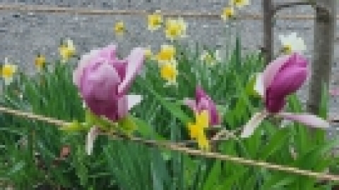 טיול מרחבים ליפן (70).jpg