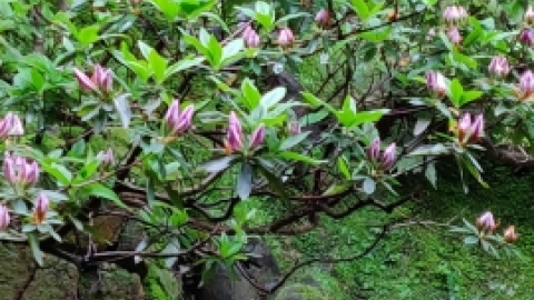 טיול מרחבים ליפן (86).jpg