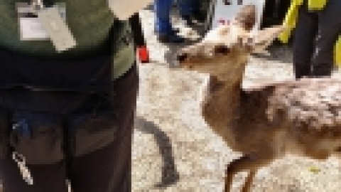 טיול מרחבים ליפן (106).jpg