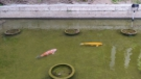 טיול מרחבים ליפן (120).jpg