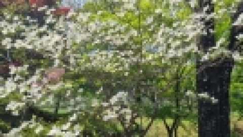 טיול מרחבים ליפן (131).jpg