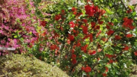 טיול מרחבים ליפן (159).jpg