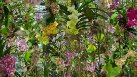 טיול מרחבים ליפן (181).jpg