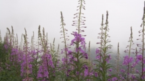 טיול לפירנאים וארץ הבסקים יולי 2017 (4).jpg