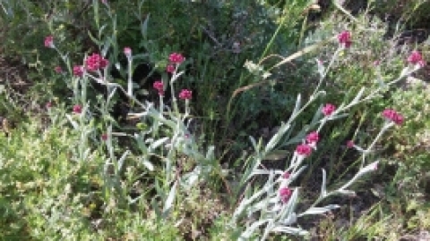 טיול לכרמל אפריל 2017 (4).jpg