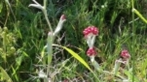 טיול לכרמל אפריל 2017 (8).jpg