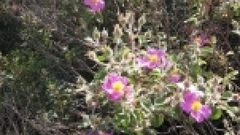 טיול לכרמל אפריל 2017 (1).jpg