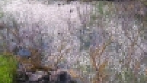 טיול בשביל הגולן, מיטיבי לכת, מרץ 2017 (4).jpg