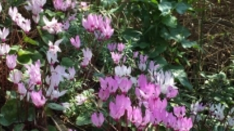 טיול בשביל הגולן, מיטיבי לכת, מרץ 2017 (5).jpg