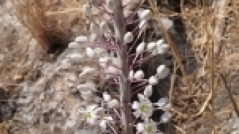 טיול לנחל יהודיה ולמשושים ברמת הגולן, ספטמבר 2016 (9).jpg