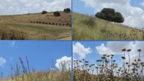 מאי 2016- אלבום תמונות מטיול לבית שערים בהדרכת רונה אביסף, מדריכת טיולים, אדריכלית נוף וארכיאולוגית,