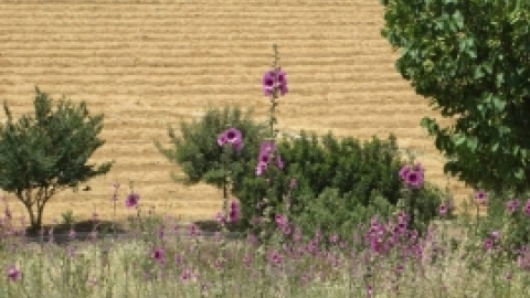 מאי 2016- אלבום תמונות מטיול לבית שערים בהדרכת רונה אביסף, מדריכת טיולים, אדריכלית נוף וארכיאולוגית,