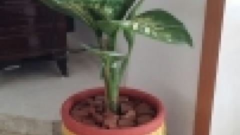 עבודות תלמידים מחוג פסיפס תשעו בהדרכת נועה בן אור (8).jpg