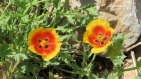 טיול לחרמון 3.6 (2).jpg