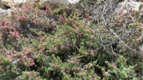 טיול לחרמון 3.6 (12).jpg