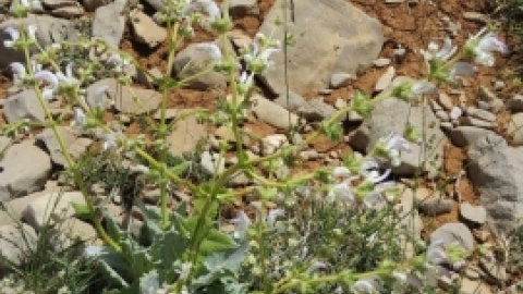 טיול לחרמון 3.6 (17).jpg