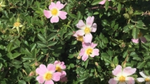 טיול לחרמון 3.6 (24).jpg