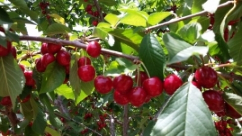 טיול לחרמון 3.6 (26).jpg