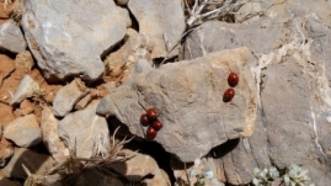 טיול לחרמון 3.6 (28).jpg