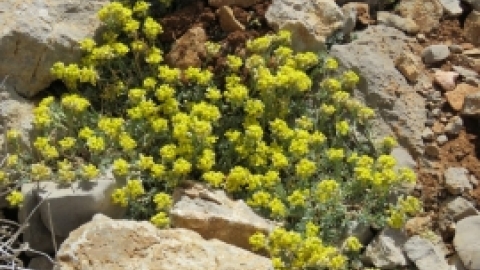 טיול לחרמון 3.6 (32).jpg