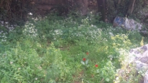 טריסטראם טיול מרתק לאורך הקישון (6).jpg