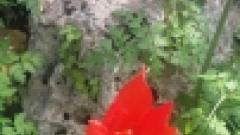 טריסטראם טיול מרתק לאורך הקישון (22).jpg