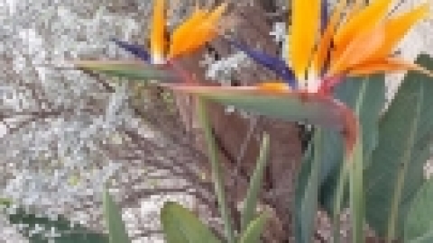 טריסטראם טיול מרתק לאורך הקישון (28).jpg