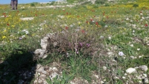 הפארק הביוספרי ברמות מנשה - תמונות וחוויות (7).jpg