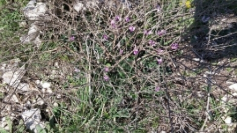 הפארק הביוספרי ברמות מנשה - תמונות וחוויות (16).jpg