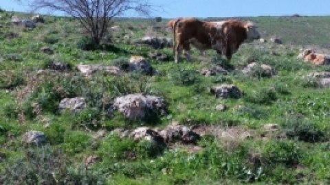 ממצפה אלות לעמק הירדן בואך בית זרע - פברואר 2016 (7).jpg