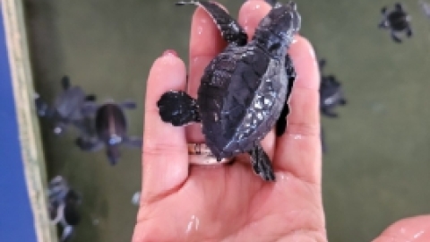 סרי לנקה 2022 (10).jpg