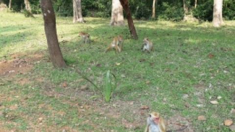 סרי לנקה 2022 (27).jpg