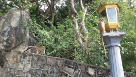 סרי לנקה 2022 (48).jpg