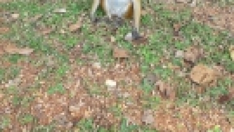 סרי לנקה 2022 (40).jpg