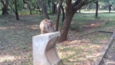 סרי לנקה 2022 (45).jpg