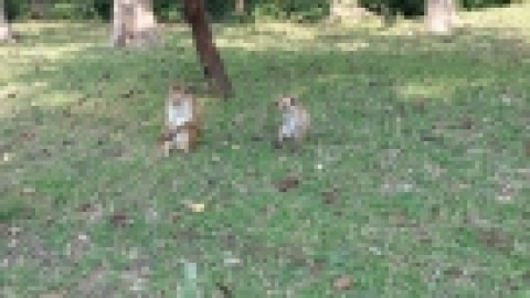 סרי לנקה 2022 (35).jpg