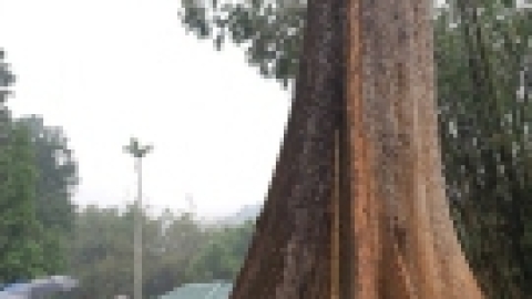 סרי לנקה 2022 (59).jpg